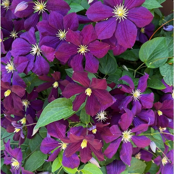 Meet your Posher, Rebecca - Picture 13 of 15